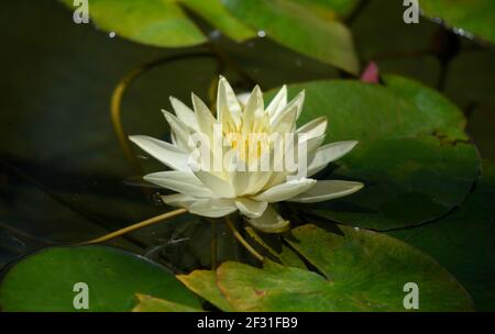 Nymphaea Mexicana un nénuphar jaune pâle sur des feuilles cireuses flottantes. Banque D'Images