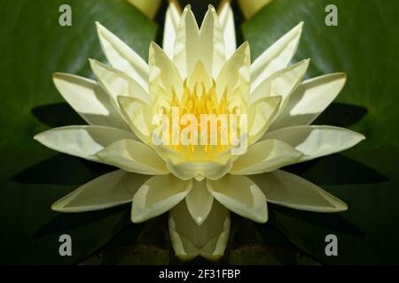 Nymphaea Mexicana un nénuphar jaune pâle sur des feuilles cireuses flottantes. Banque D'Images