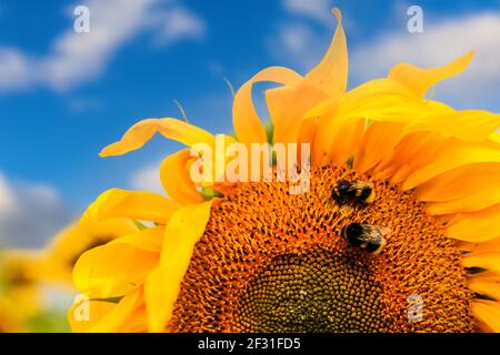 Les abeilles collectent le nectar d'un tournesol Banque D'Images