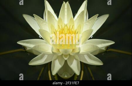 Nymphaea Mexicana un nénuphar jaune pâle sur des feuilles cireuses flottantes. Banque D'Images