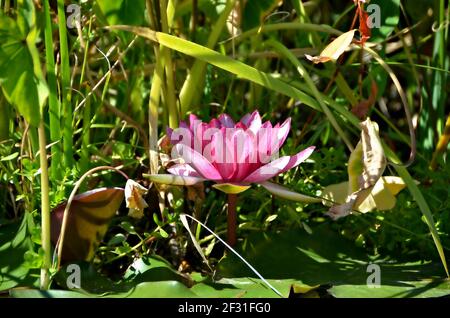 Nymphaea pubescens un nénuphars aux pétales de fleurs roses sur des feuilles cireuses flottantes. Banque D'Images