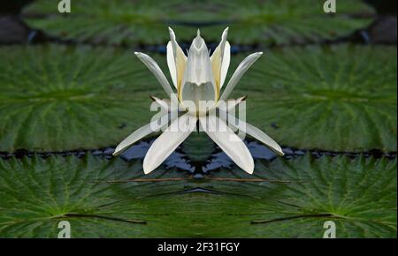 Nymphaea alba un nénuphar blanc avec un centre jaune sur des feuilles cireuses flottantes. Banque D'Images