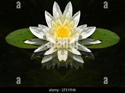 Nymphaea alba un nénuphar blanc avec un centre jaune sur des feuilles cireuses flottantes. Banque D'Images