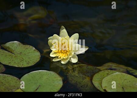 Nymphaea Mexicana un nénuphar jaune pâle sur des feuilles cireuses flottantes. Banque D'Images