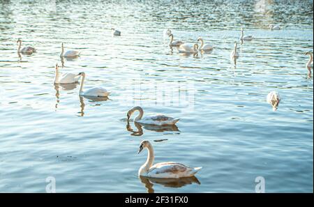 Cygnes blancs flottant sur la surface calme de la rivière dans les rayons du soleil couchant Banque D'Images