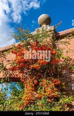 PYRACANTHA rouge baies 'génomes' de l'arbuste à feuilles persistantes Pyracantha dans la famille des Rosaceae Firethorn, vue à angle bas en grandissant entraînement à mur de briques Banque D'Images