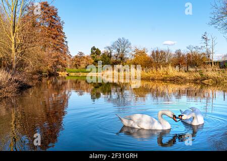 Des cygnes muets se coupent sur Calm River Wey et jouent Rituel d'accouplement annuel au début de la saison de printemps sur le National Trust River Wey Navigations Surrey Royaume-Uni Banque D'Images