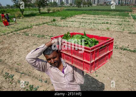 Gautam Buddh Nagar, Inde. 14 mars 2021. Dhan Singh, 47 ans, un agriculteur sous contrat transportant une caisse d'épinards à Noida pour être vendu sur le marché de légumes le plus proche. Les agriculteurs sous contrat travaillent depuis plus de 25 ans. (Photo de Pradeep Gaur/SOPA Images/Sipa USA) crédit: SIPA USA/Alay Live News Banque D'Images