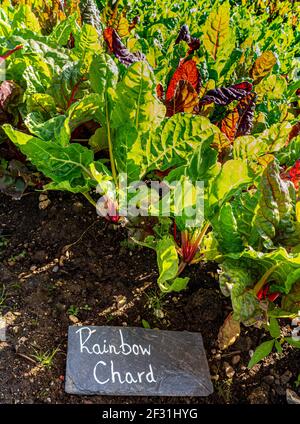 Rainbow Chard poussant dans un jardin de cuisine rustique avec étiquette nom d'ardoise Banque D'Images