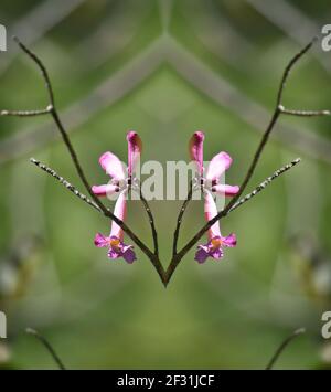 Bauhinia variegata une fleur exotique semblable à une orchidée avec des pétales roses sur un fond vert naturel. Banque D'Images