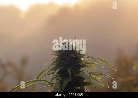 Plante de cannabis au stade de la floraison en plein air Banque D'Images