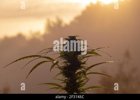 Plante de cannabis au stade de la floraison en plein air Banque D'Images