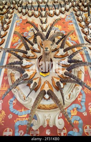 Trophée de chasse avec tête d'ibex et composition de crânes d'ibex à l'intérieur du château de Sarre dans la vallée d'Aoste, Italie Banque D'Images