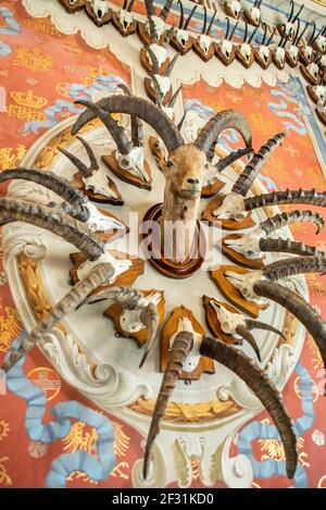 Trophée de chasse avec tête d'ibex et composition de crânes d'ibex à l'intérieur du château de Sarre dans la vallée d'Aoste, Italie Banque D'Images