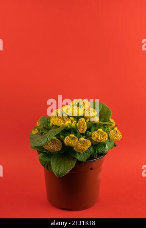 calcéolaria integrifolia en pot avec fond rouge, vue de dessus Banque D'Images