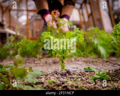 Salade de confinement : un jardinier récolte des feuilles de salade maison. Banque D'Images