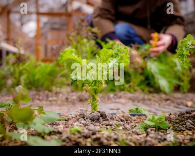 Salade de confinement : un jardinier récolte des feuilles de salade maison. Banque D'Images