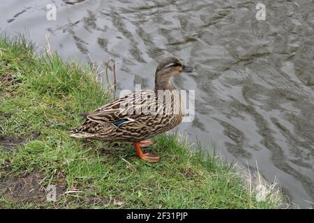 Canard colvert femelle à côté d'une rivière. Nom latin Anas platyrhynchos Banque D'Images