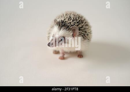 Hérisson. Hérisson de la maison pygmée. Gros plan africain de hérisson à ventre blanc sur fond beige clair.animaux de compagnie. Petit hérisson.Atelerix albiventris Banque D'Images