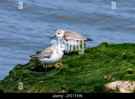 Une paire de sanderlings (Calidris alba) se forant sur une roche recouverte d'algues vertes. Houston, Texas, États-Unis. Banque D'Images