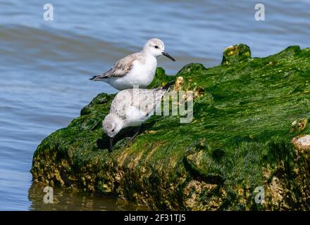 Une paire de sanderlings (Calidris alba) se forant sur une roche recouverte d'algues vertes. Houston, Texas, États-Unis. Banque D'Images