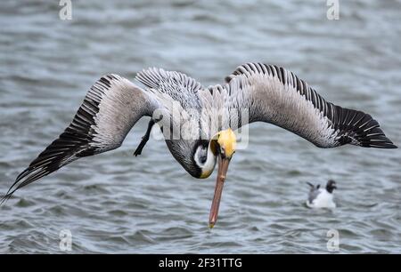 Un pélican brun (Pelecanus occidentalis) plongée pour le poisson. Houston, Texas, États-Unis. Banque D'Images