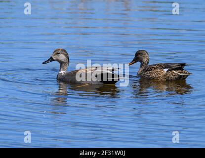 Une paire de Gadwall (Mareca strera) nageant dans un lac. Houston, Texas, États-Unis. Banque D'Images