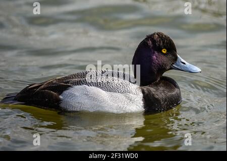 Un petit Fuligule (Aythya affinis) homme nageant dans un lac. Houston, Texas, États-Unis. Banque D'Images