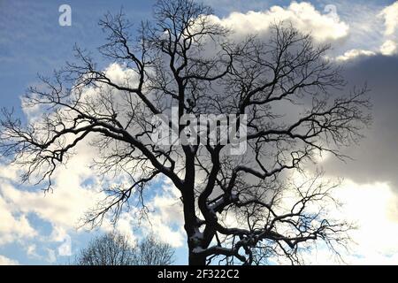 Chêne puissant en hiver contre le ciel froid. Arbre (chêne) sans feuilles en contre-jour Banque D'Images