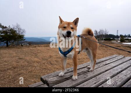 Un mignon Shiba debout sur le banc dans le champ sur une laisse pendant la marche par une journée ensoleillée Banque D'Images
