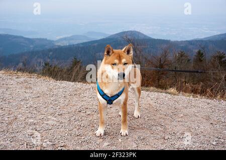 Un mignon Shiba debout sur les pierres dans le champ sur une laisse pendant la marche par une journée ensoleillée Banque D'Images