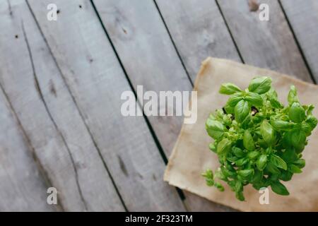 Concept de jardinage. Basilic vert dans un pot de fleurs sur fond de bois. Passe-temps dans le jardin. Photo de haute qualité Banque D'Images