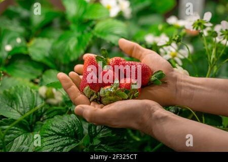 Mains du travailleur de la ferme verticale contemporaine ou serre avec tas de fraises mûres rouges sur des feuilles vertes et blanches floraison Banque D'Images