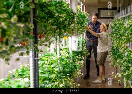 Deux jeunes agroingénieurs contemporains discutent des caractéristiques d'une nouvelle sorte de fraisier dans l'allée à l'intérieur de la ferme verticale Banque D'Images