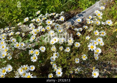 Les pâquerettes d'Oxeye se répandent autour d'un morceau de vieux bois dans La vallée de Skagit de l'État de Washington Banque D'Images