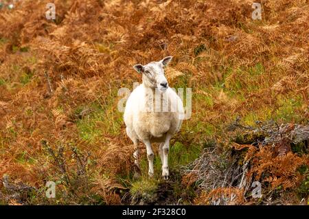 Mouton mule des Highlands en automne, face à l'avant dans le saumâtre doré, les herbes, et le chiné. Octobre, Glen Strathfarrar, Highlands écossais. Espace pour la copie Banque D'Images