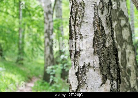 Fond de printemps vert avec écorce de bouleau en premier plan. Mise au point sélective. Arrière-plan naturel avec espace de copie. Banque D'Images