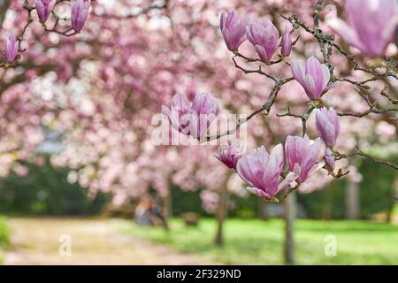 Gros plan sur les fleurs d'un magnolia chinois. Banque D'Images