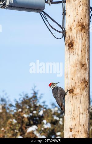 Pic à bois piléé femelle (Dryocopus pileatus) sur un poteau électrique (poteau hydro), Pointe Claire, QC Banque D'Images