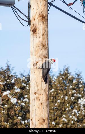 Pic à bois piléé femelle (Dryocopus pileatus) sur un poteau électrique (poteau hydro), Pointe Claire, QC Banque D'Images