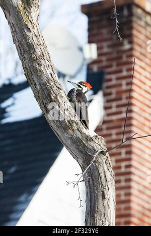 Pic femelle (Dryocopus pileatus) sur un arbre, Pointe Claire, QC Banque D'Images