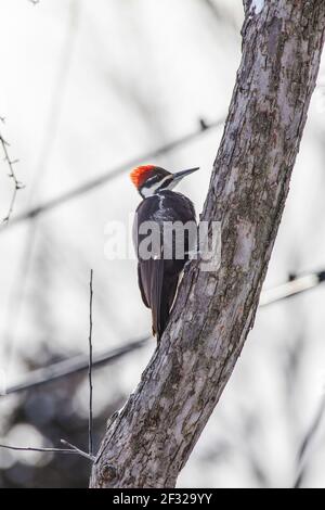 Pic femelle (Dryocopus pileatus) sur un arbre, Pointe Claire, QC Banque D'Images