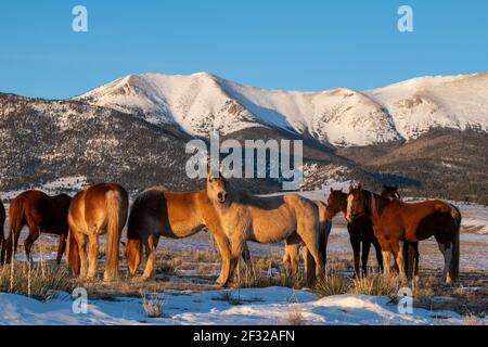 Colorado, Westcliffe, Music Meadows Ranch. Troupeau de chevaux avec montagnes Rocheuses au loin. Banque D'Images