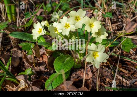 Primevère jaune pâle sauvage en pleine floraison à la fin de l'hiver dans la forêt sous-croissance Banque D'Images