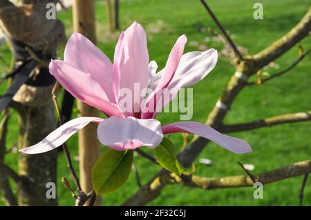 Fleur de magnolia rose dans un parc de printemps. Magnolia Susan. Fond floral Banque D'Images