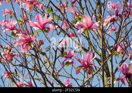Magnolia Blossom. Magnolia Susan, fleurs roses. La floraison du printemps contre le ciel bleu. Banque D'Images