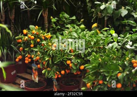 Krasnodar, Russie - 04 mars 2020 : agrumes miniatures avec fruits en pots à vendre dans la boutique du jardin. Orange, citron, kumquat, mandarines. Citru Banque D'Images