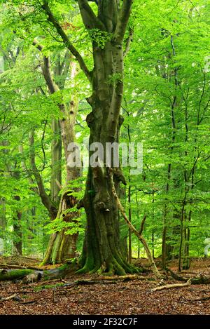 Forêt primitive avec d'énormes sangsues couvertes de vieilles mousses, forêt primitive Sababurg, Reinhardswald, Hesse, Allemagne Banque D'Images