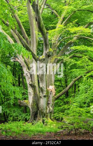 Grand hêtre surcultivé (Fagus sylvatica) dans une ancienne forêt de jute au printemps, vert frais, Reinhardswald, forêt primitive Sababurg, Hesse, Allemagne Banque D'Images