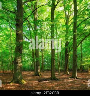 Vieux hêtre (Fagus sylvatica) et chêne (Quercus robur) en forêt semi-naturelle au printemps, vert frais, Reinhardswald, Hesse, Allemagne Banque D'Images